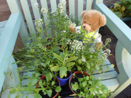 S145_05_FlowersCharlieChose